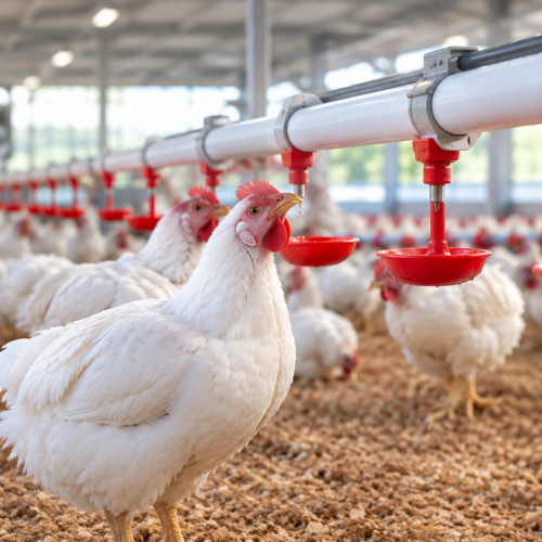 poultry-farm-water-conditioner